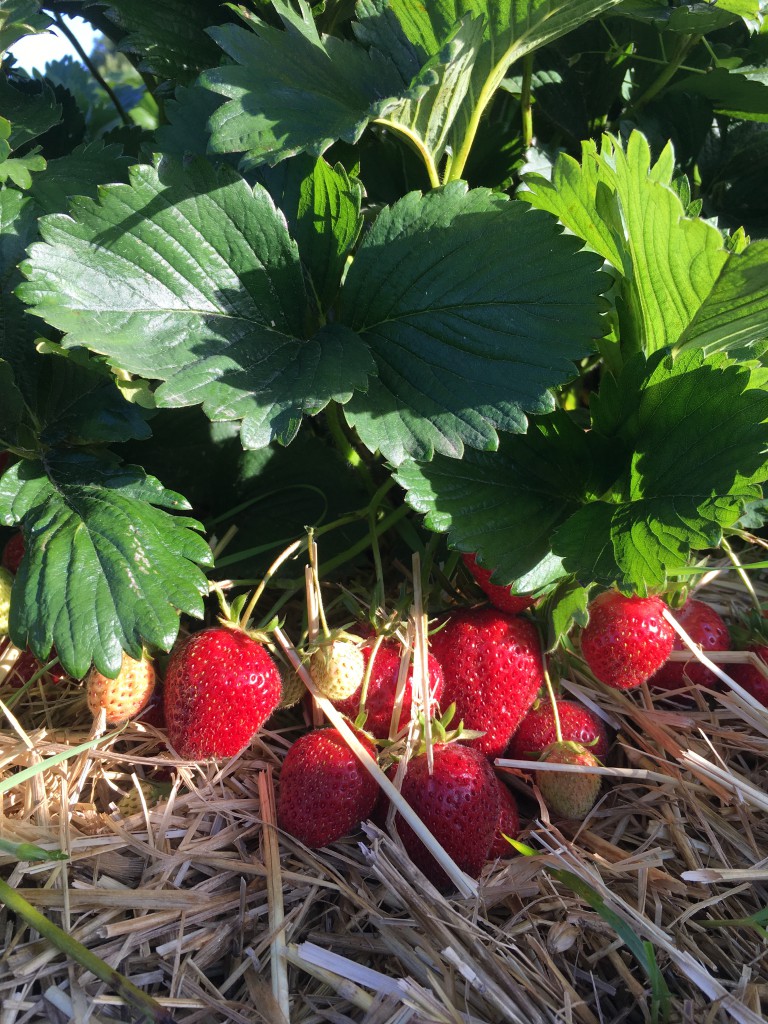 Erdbeersorte Florence - Gut Birkenmoor