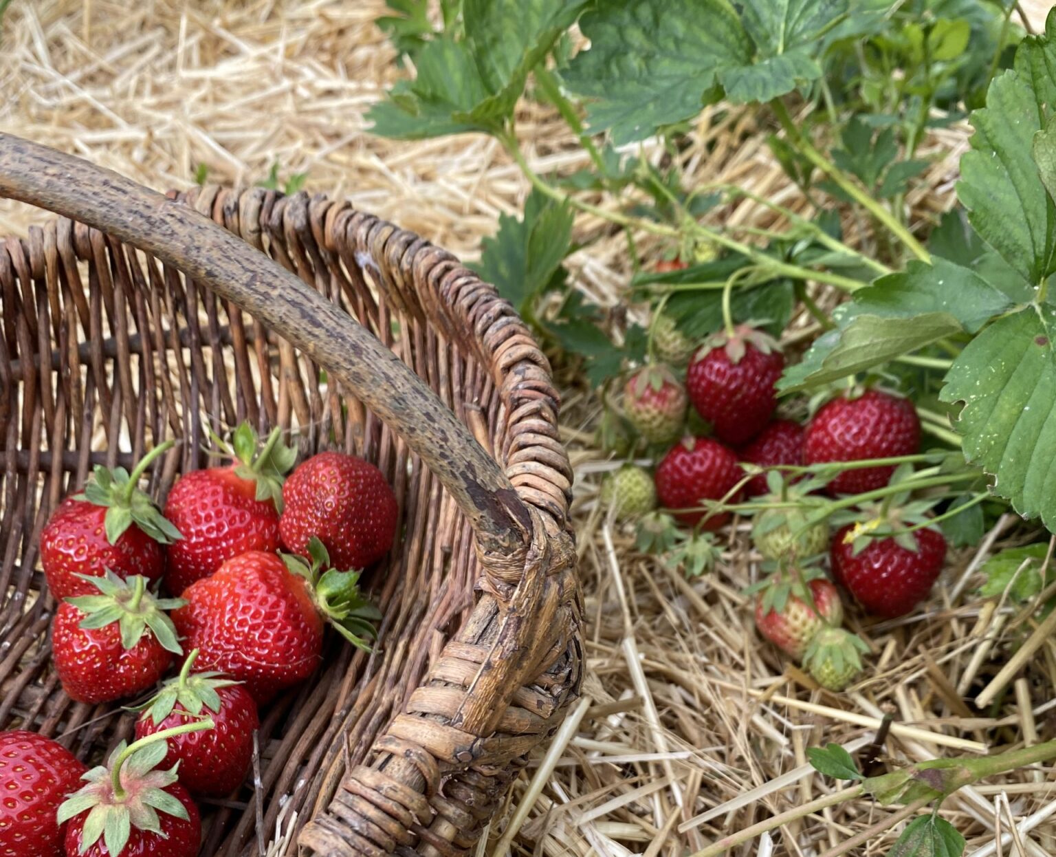 Erdbeeren Selbsternte