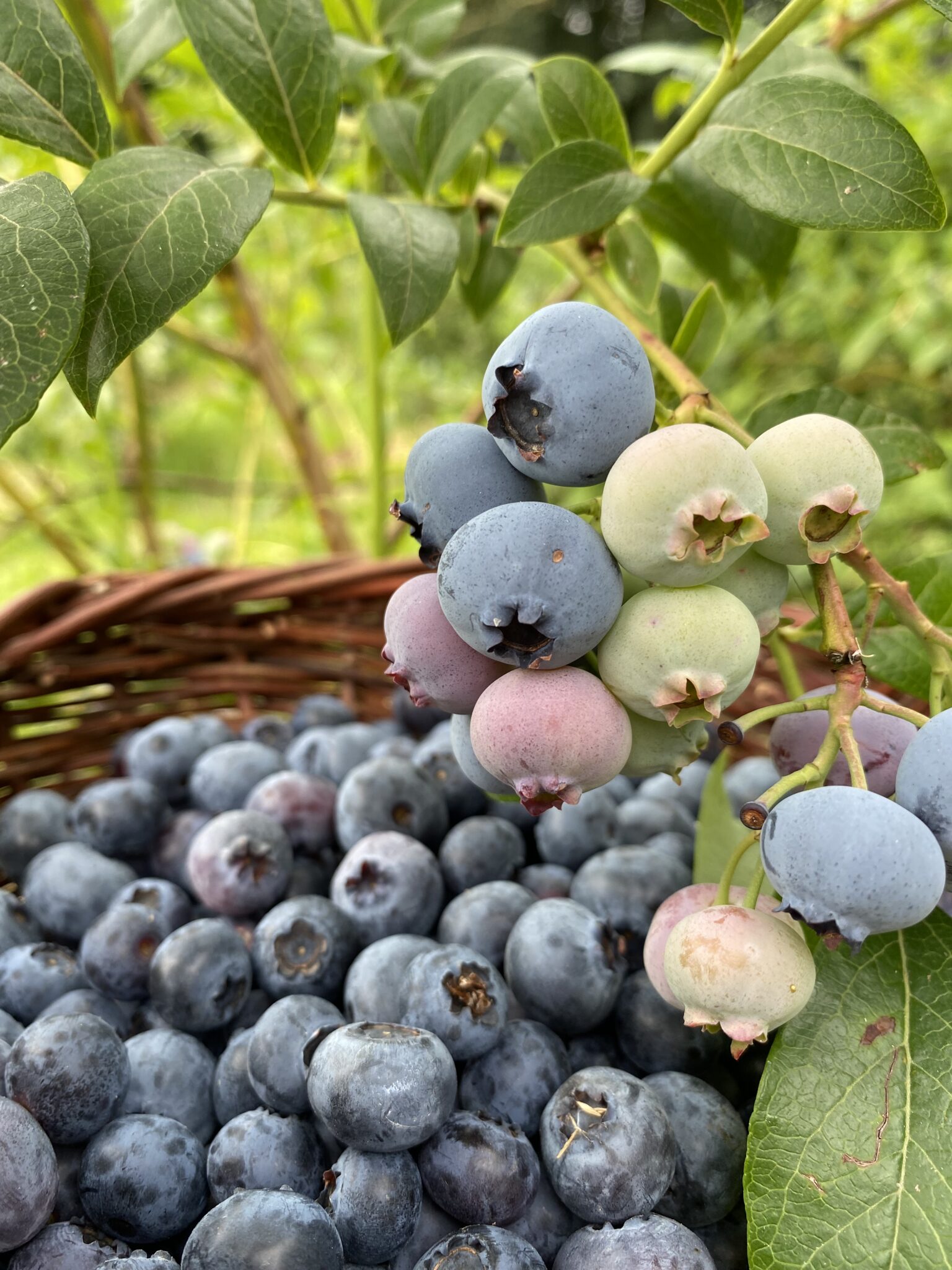 Heidelbeer Rausch Das Ultimative Erlebnis Heidelbeeren Selber Pflucken