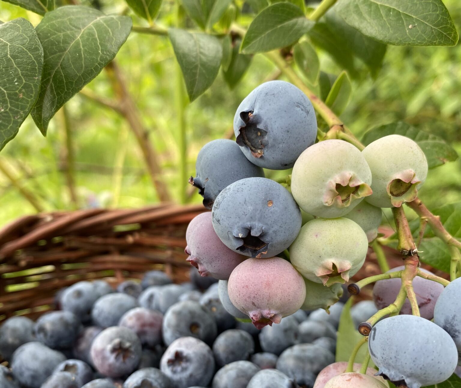 Heidelbeeren Selbsternte