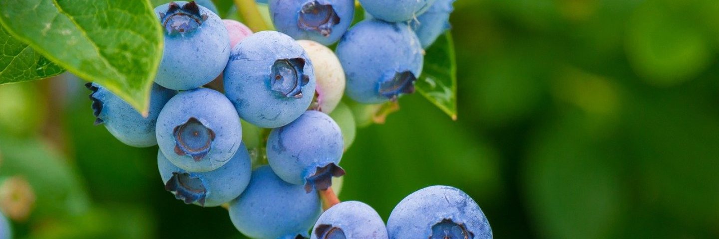 Blaubeeren Selbsternte